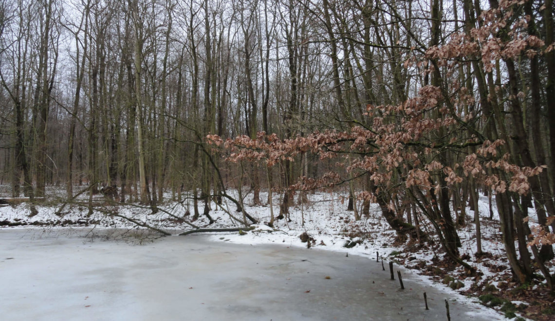 Beukenbos aan bevroren watertje