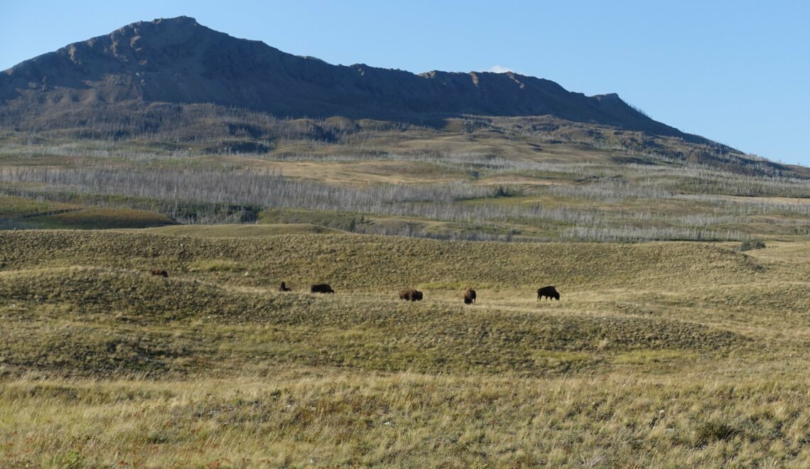 Tussen droom en werkelijkheid; op bizonjacht met de Indianen van Head-Smashed-In Buffalo Jump