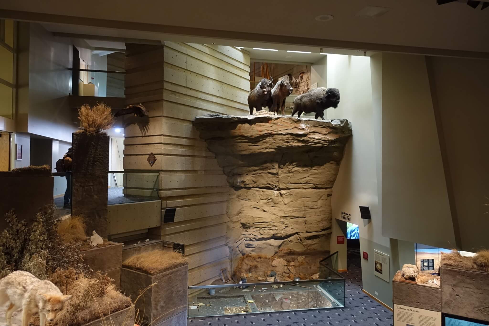 Head-Smashed-In Buffalo Jump bezoekerscentrum toont het moment dat bizons aan rand afgrond staan