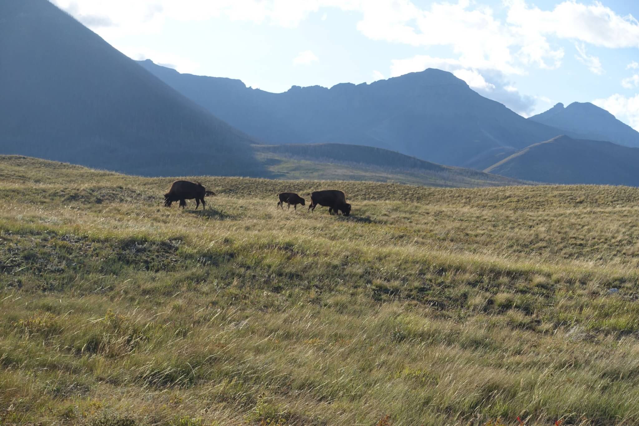 Twee vrouwtjesbizons en een kalf grazen op de prairie met bergen op de achtergrond