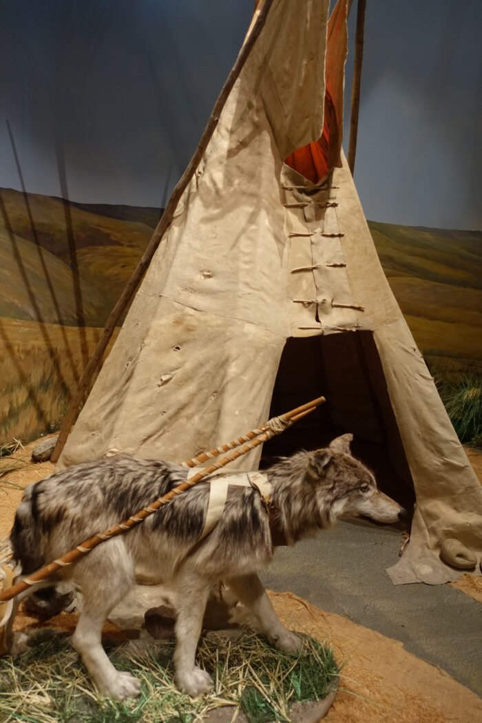 Opgezette hond met draagbaar voor tipi Blackfoot Indianen