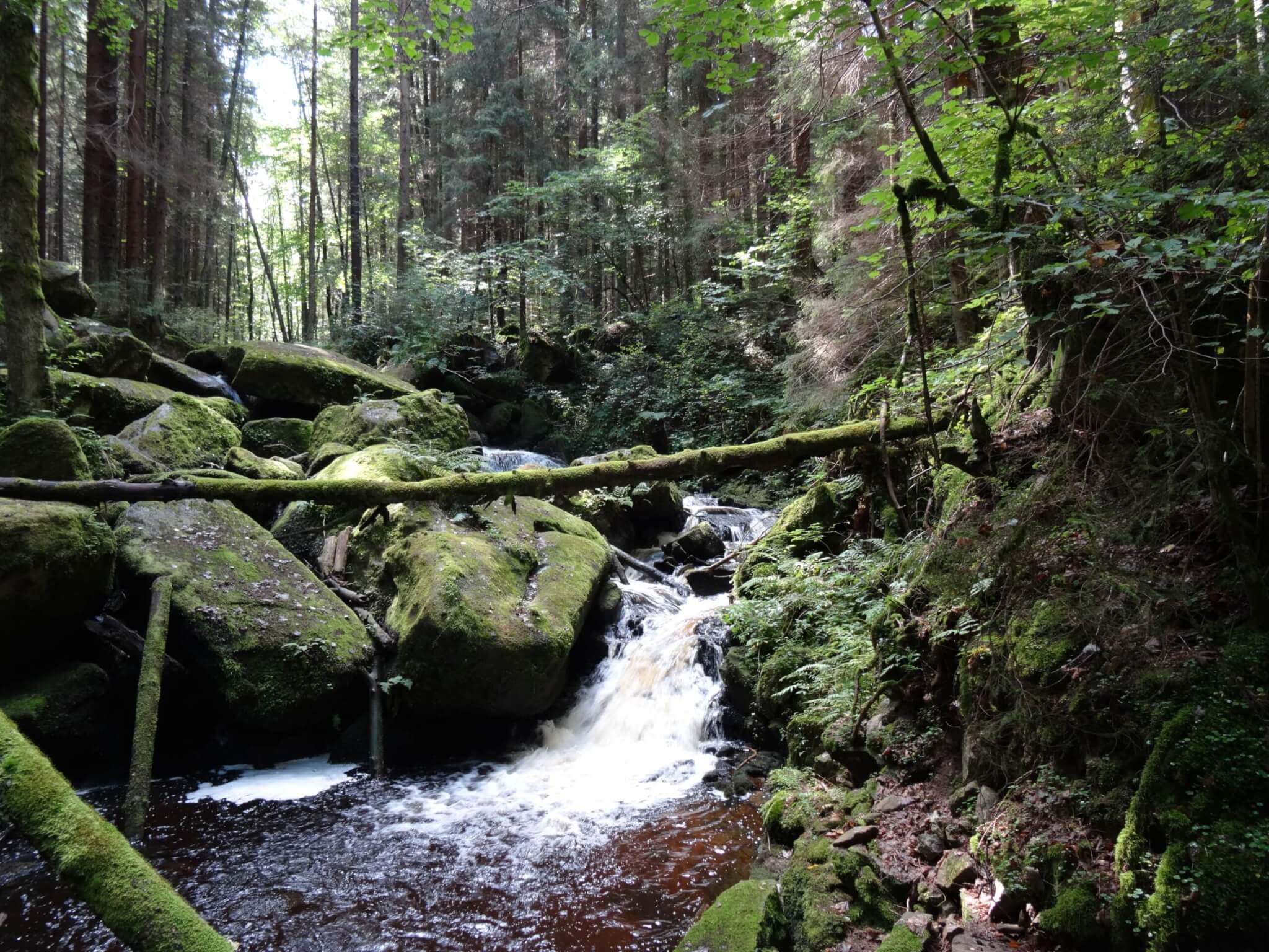 Groen bemoste boom over een stromend beekje met kleine waterval te midden uitgestrekt bos
